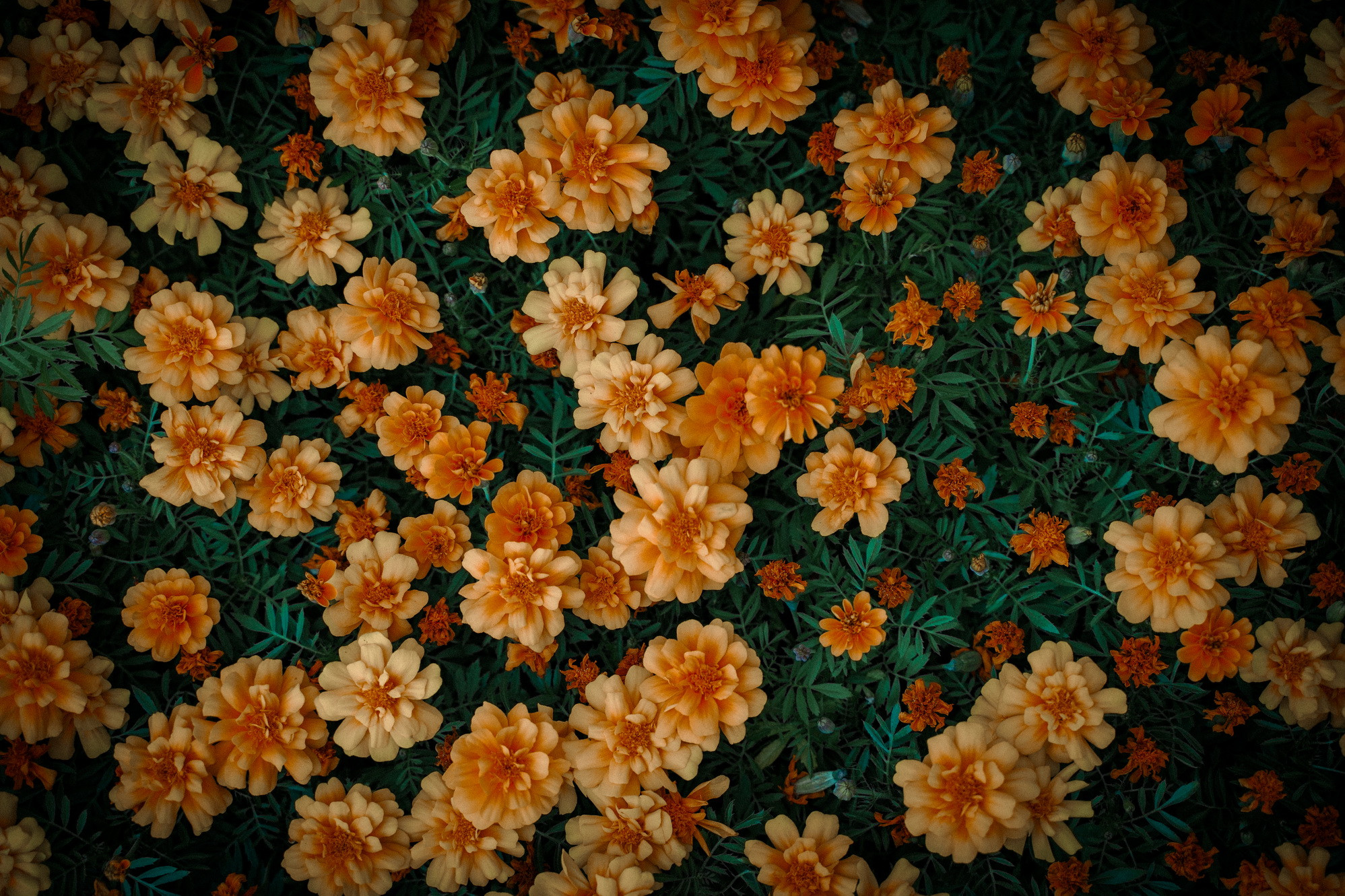 фотография: Д. Фоменков 