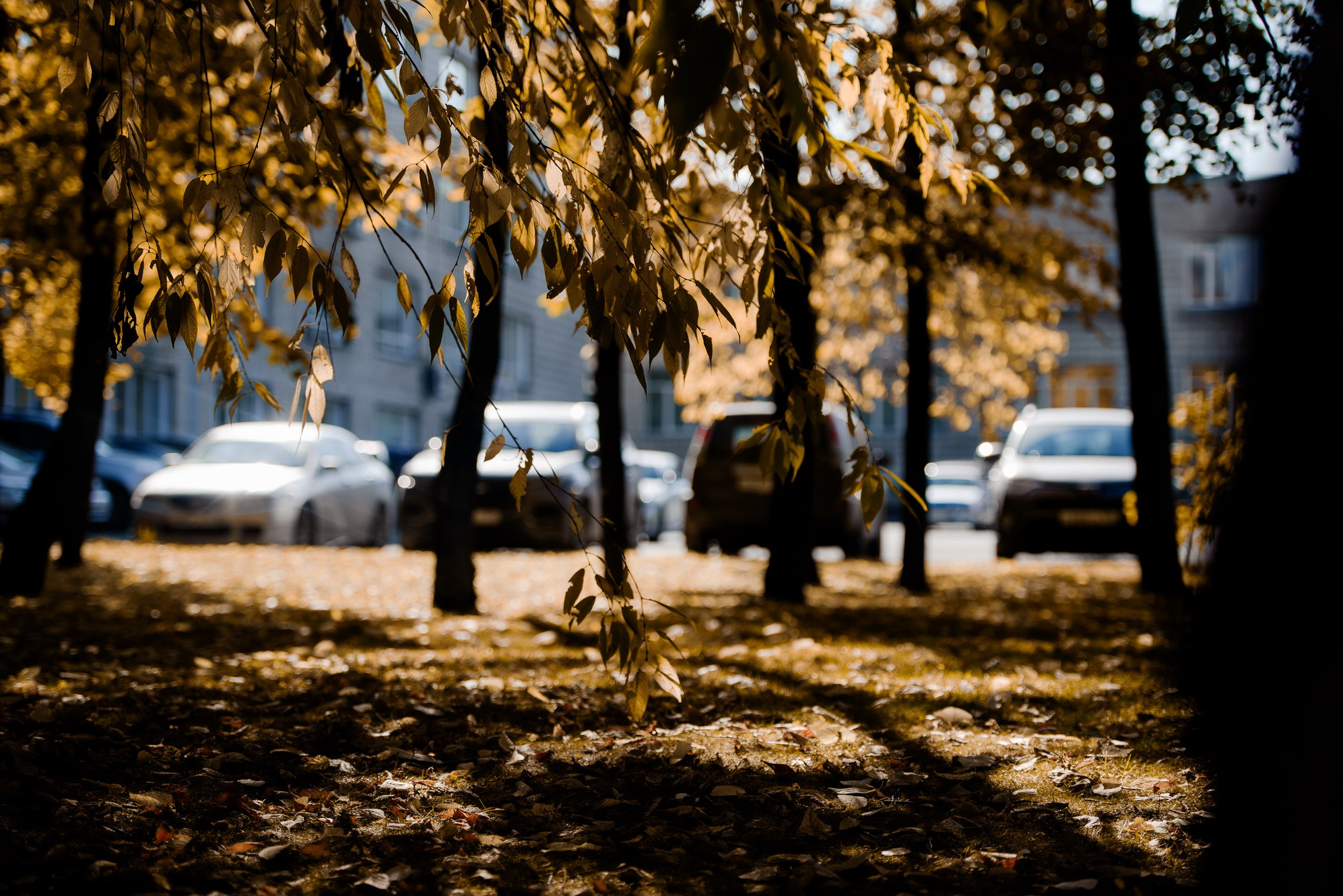 фотография: Д. Фоменков 